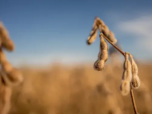 Close up of a soy plant in a soy field