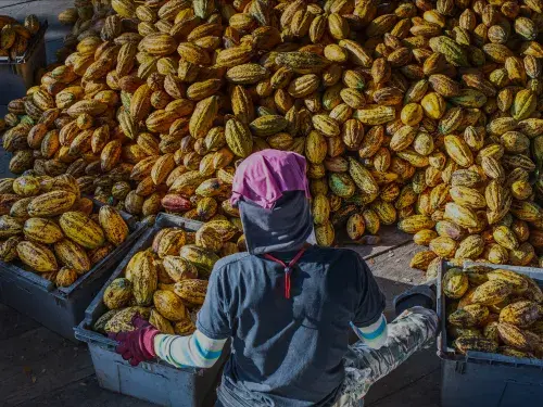 Back view of the working worker sorts fresh, ripe, yellow cocoa pods into a crate. Workers preparing fresh cocoa fruit before fermentation in the chocolate factory