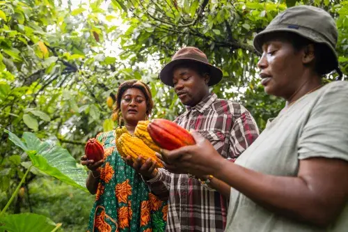 Three farmers inspecting the cocoa plant