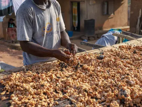 A Ghanaian cocoa farmer in the Lolobi, Ghana, prepares to dry his cocoa beans after harvest