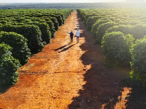 Two people strolling through a Brazilian coffee farm