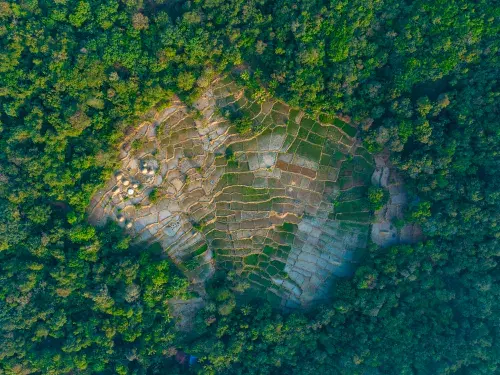 Aerial drone view of lush green paddy fields in Konkan, India