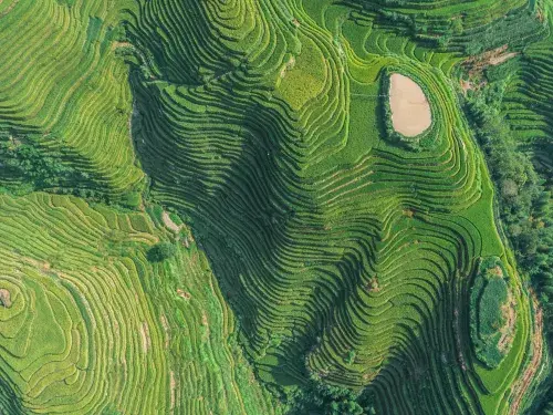 Aerial shot of fresh green and yellow rice fields in China