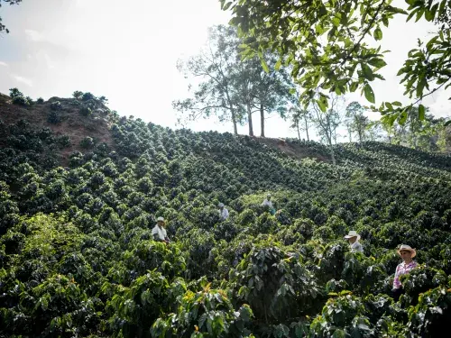 Farmers working on a hillside