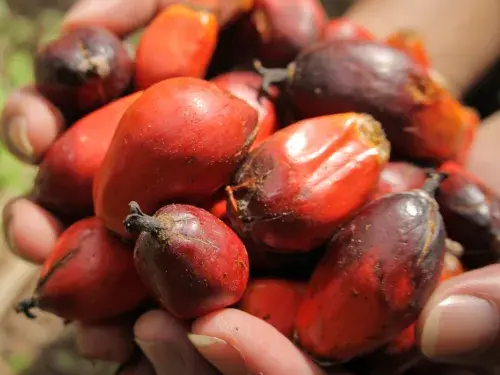 A pair of cupped hands full of red oil palm fruits © RSPO