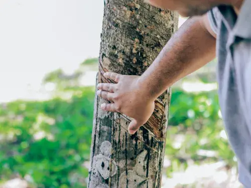 A man in a light blue shirt is touching a rubber tree with his hand