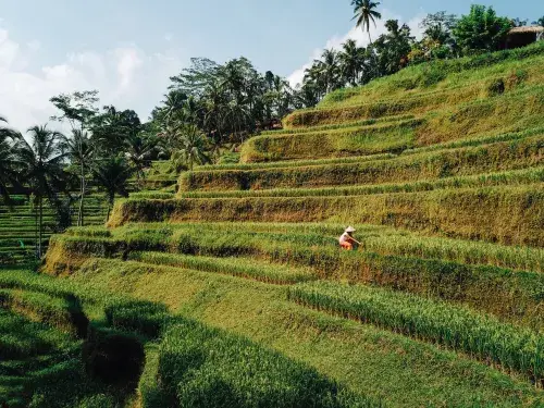 Drone shots over the famous rice terraces in Indonesia, a worker can be seen collecting the crops