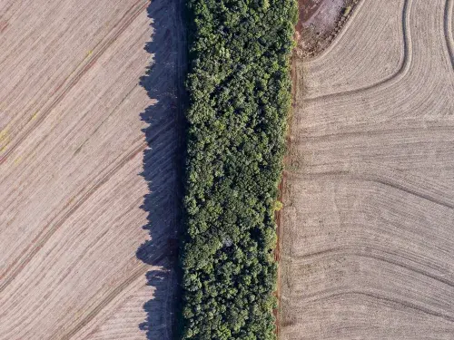 Aerial view of two beige fields separated by green hedges