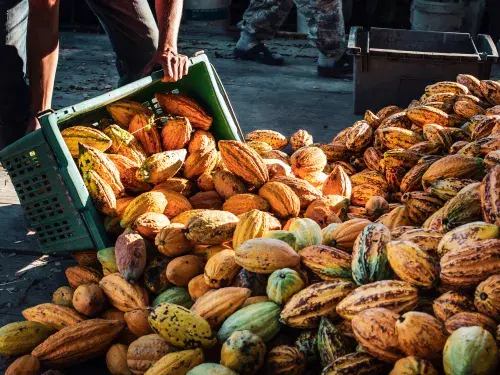 A worker in a cocoa factory pours baskets of yellow ripe cacao pods onto a pile of bulk large cocoa