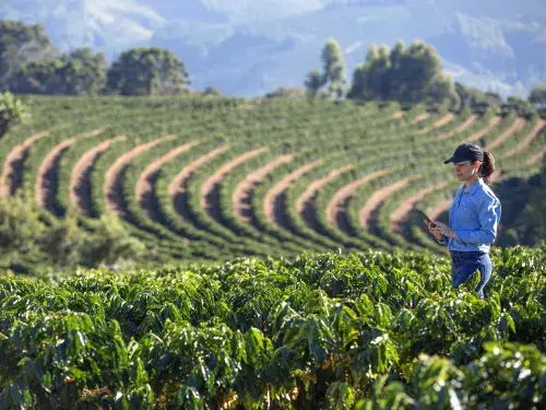 Farmer on a coffee plantation observing the development of the crop