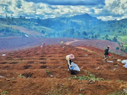 Farmers in the central highlands of Vietnam preparing the land for new coffee planting season amidst lush forest terrain