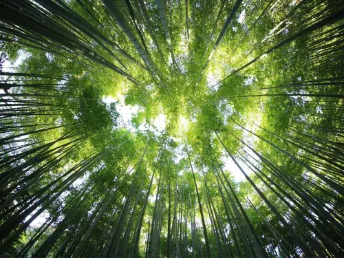 Worms eye view of bamboo forest during the day