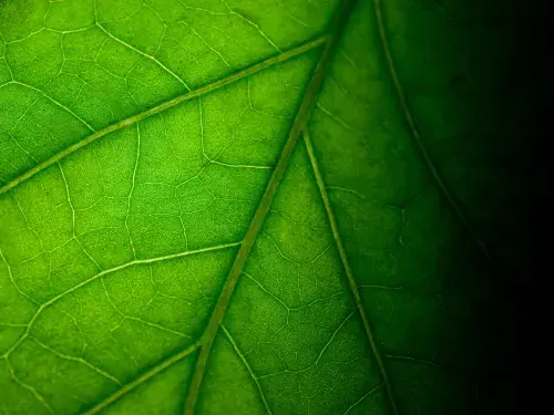 Close up of a leaf on a shadow © Adobe Stock