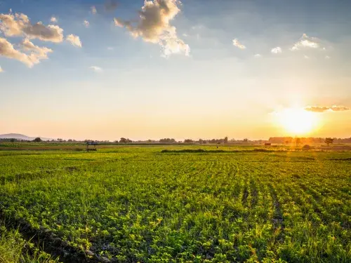 Peanut farm with a blue sky and sun setting in the background