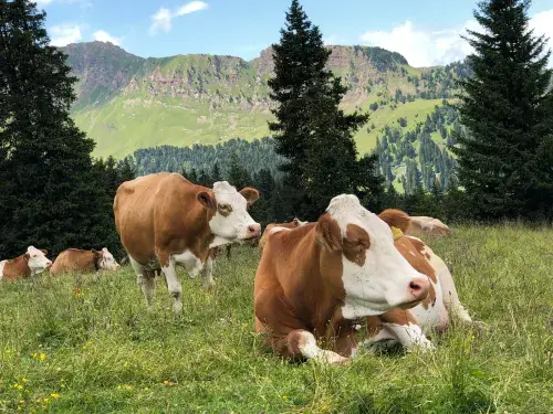 A herd of white and brown cows rests in a grassy meadow with a pine forest and mountain range in the background beneath a blue sky with white clouds © Unsplash 