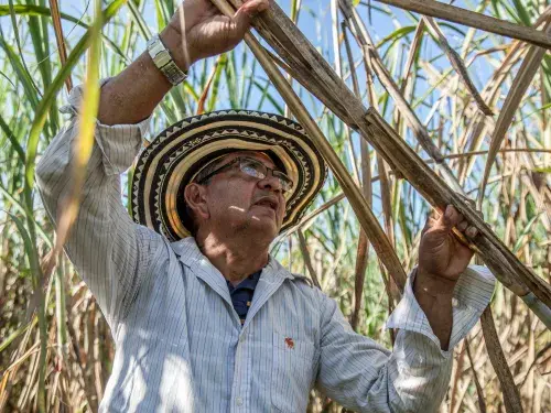 Photo of a man holding a sugar cane