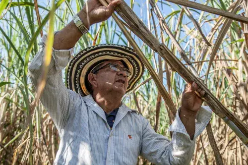 Photo of a man holding a sugar cane. 
