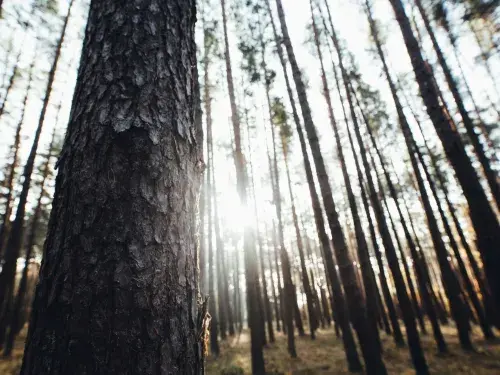 Forest of tall dark trees with the sunlight shining through © Unsplash