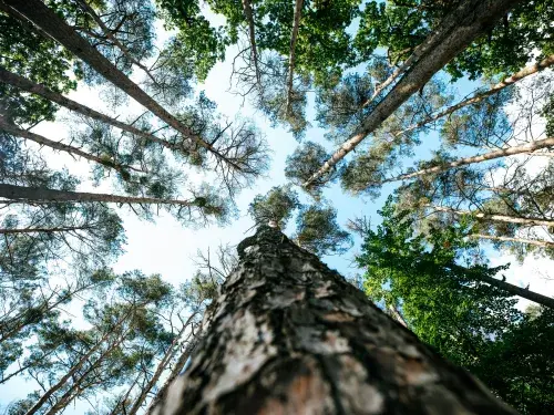Worms eye view of forest of tall trees and green leaves against a blue cloudy sky © Unsplash