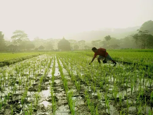 Farmer working in a rice field in the morning with a misty background