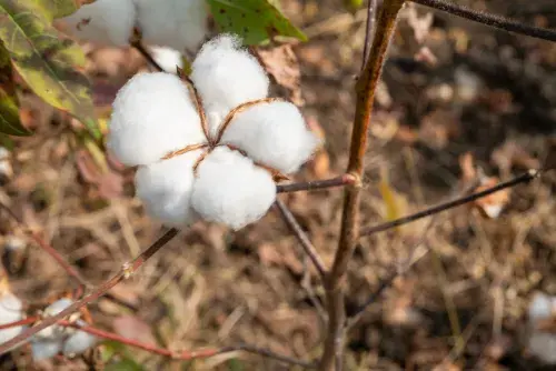 A brown stalk on a brown background, with a bunch of white cotton growing off.