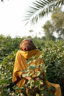 A female Pakistani cotton farmer in red, orange and yellow traditional wear tends to green cotton buds beneath a pale sky and palm fronds.