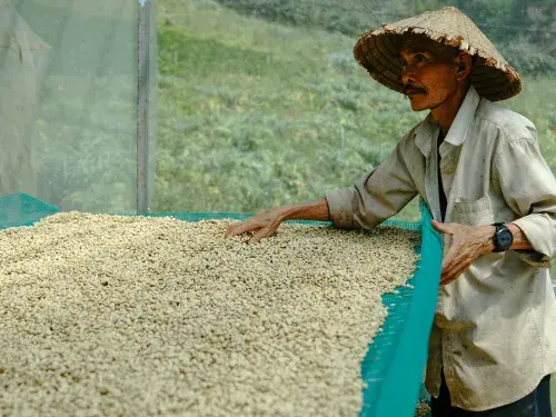 Coffee farmer wearing a rice hat © Pexels