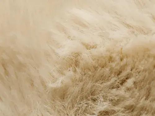 Close up of cashmere © Pexels