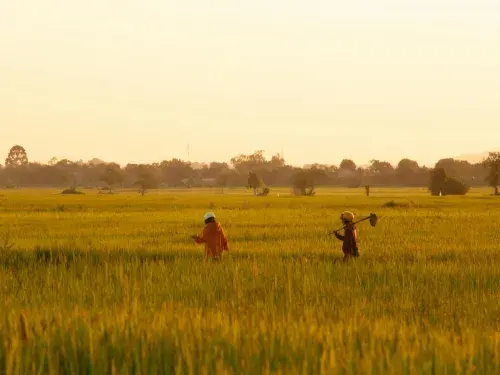 Workers walking through a field growing crops as the day draws in © Pexels