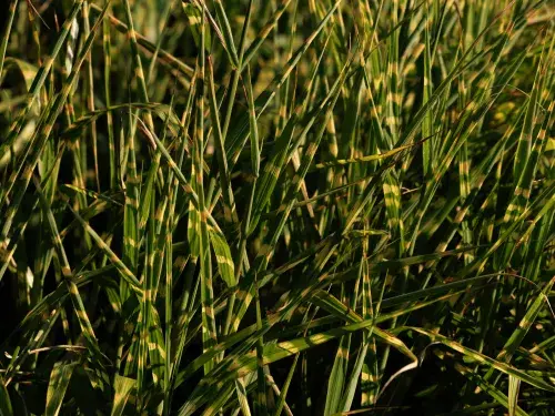 Close up of grass © Pexels