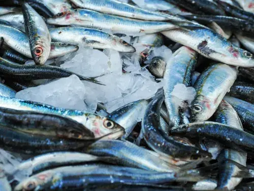 Fresh caught fish on ice, with silver eyes and bellies and blue dorsal scales © Pexels