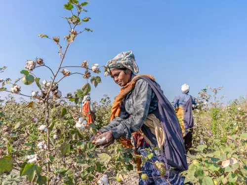 A photo of an Indian farmer picking cotton in a field, with two more farmers and the field stretching into the background. 