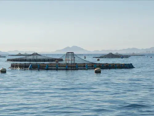 Aquaculture farm on a calm sea with mountains in the distance