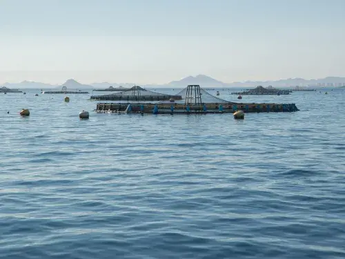 Fishing areas in the ocean surrounded by buoys © Pexels