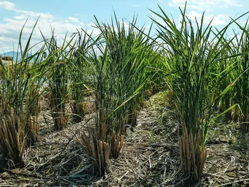 Low rows of partly-harvested sugarcane beneath a pale blue sky with white clouds © Pexels