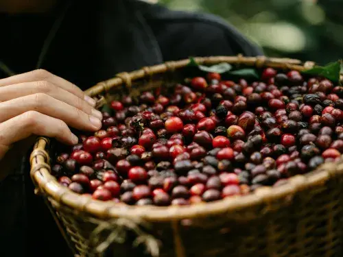 Basket of freshly picked coffee beans with a hand on the side