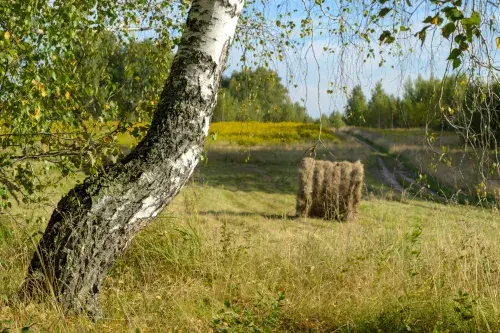 Bale of hay