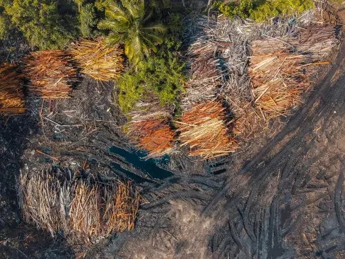 cut down trees 