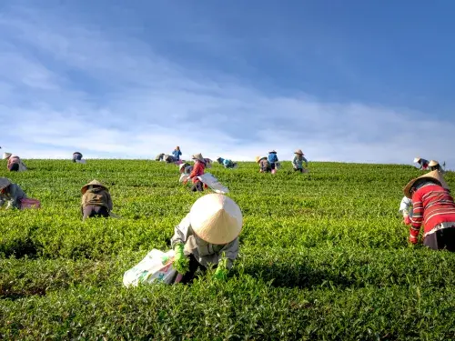 Workers in traditional rice hats picking tea leaves in a field © Pexels