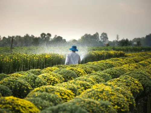 Farmer watering green and yellow crops © Pexels