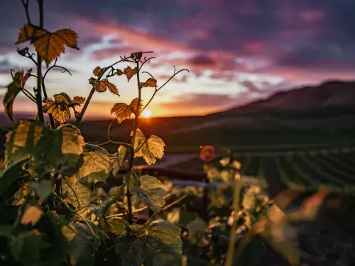 Close up of a yellow plant with a cloudy sunset background © Pexels