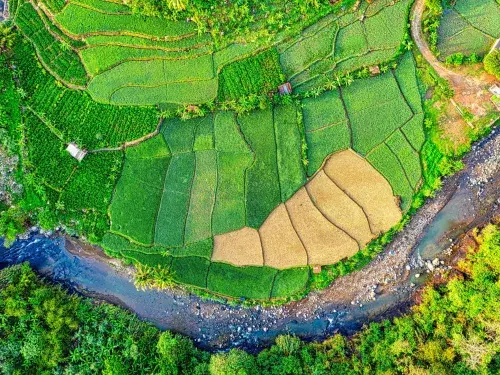Aerial view of agricultural fields that are bright green and yellow