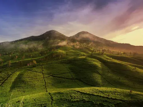 Fields with a mountain in the distance