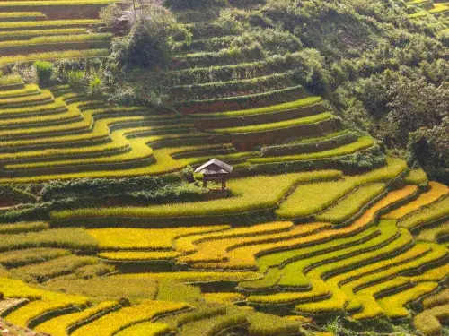 Terrace farming with lush green and yellow tones with a small pergola in the centre © Pexels