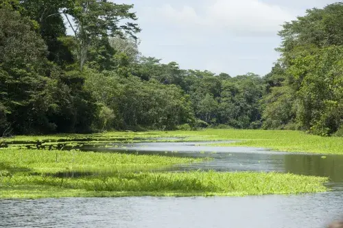 A view of a river meandering into the distance of a rainforest, on a bright sunny day © Rainforest Alliance
