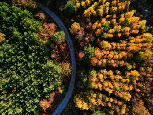 Aerial shot of a curved road with orange trees on one side and green forest on the other © Unsplash
