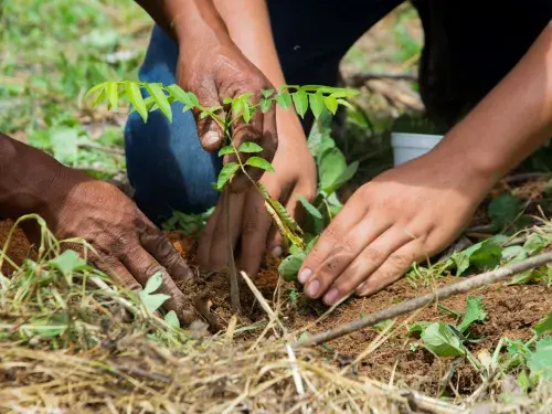 Two pairs of hands work to plant a sapling in a hole in the soil © Rainforest Alliance