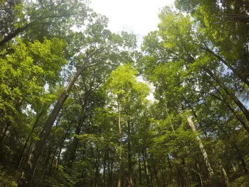 View of a forest tree line with green leaves © Unsplash