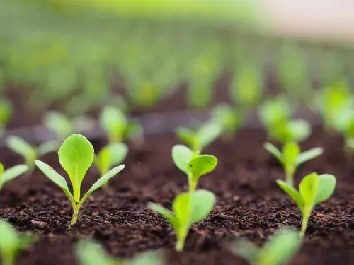 Sprouts coming out of the soil