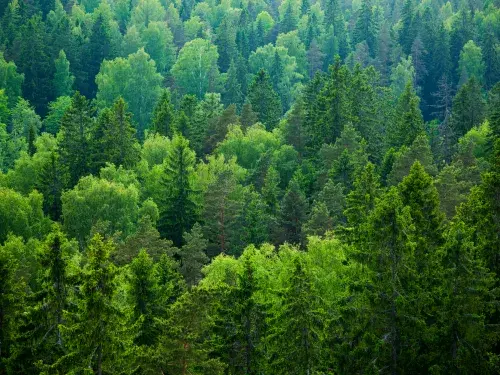 Green forest seen from above